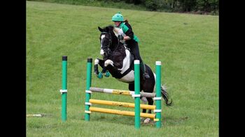 Wanted - Mare sports horse type 15.2