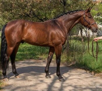 Talentiertes 5-jähriges Springpferd mit Top-Abstammung, Monika , Horses For Sale, Budapest 