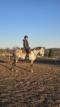 Talentierte Pre-Stute