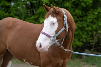 Talentierte Quarter Horse Stute mit erstklassiger Reining-Abstammung - ready to show