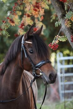 Talentierte Reitpony Stute abstammend von Hot Cream x Kennedy WE, Pferdevermittlung Leus (Pferdevermittlung Leus ), Horses For Sale, Limburg an der Lahn