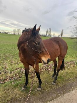 Sensible Deutsche Reitpferde-Stute sucht erfahrenes Zuhause