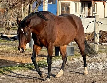 sensibler, bildhübscher Quarter Horse Wallach, Kerstin Rehbehn (Pferdemarketing Ost), Horses For Sale, Nienburg