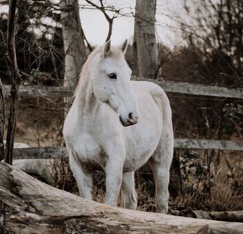 Sensibler Wallach sucht seine Herzensperson, Irina, Horses For Sale, Schlatt