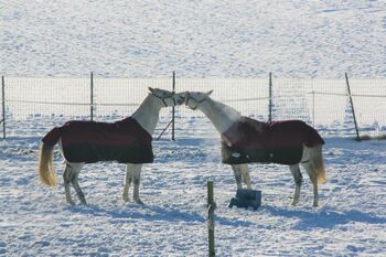 Gefütterte Winterdecke, Weatherbeeta, sehr guter Zustand, gereinigt Weatherbeeta Winterdecke für Grosspferd 155/205, gefüttert, sehr guter Zustand,
