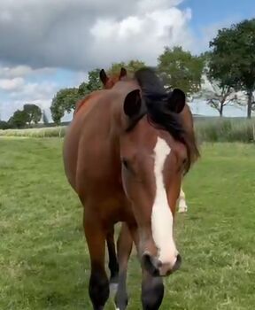 Tolles Nachwuchspferd, Vanessa , Horses For Sale, Neerach
