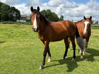 Tolles Nachwuchspferd