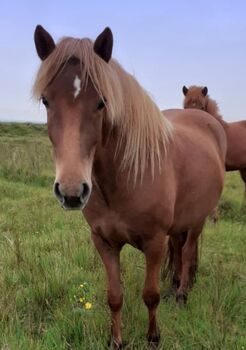 tolles zukünftiges Familienpferd - inkl. Wanderreiten, Islandpferde-aus-Island, Horses For Sale, Südisland