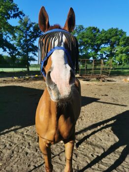 Tolles Freizeitpferd/ Allrounder Wallach sucht, Katja, Horses For Sale, Diepenau 