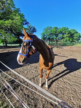 Tolles Freizeitpferd, Wallach, Katja, Horses For Sale, Diepenau 