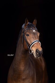 Toller 11-jähriger Wallach für den gehobene Freizeitsport, Kim Beines, Horses For Sale, Ratingen