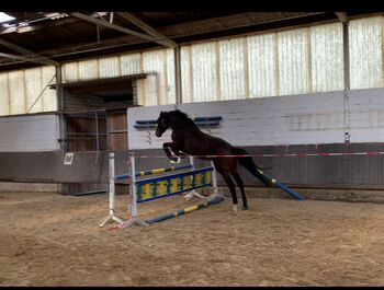 Tolle 6 jährige Allrounder Stute, Jenny, Horses For Sale, Euskirchen 