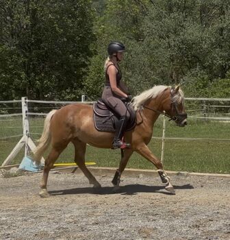 Toller Haflinger Wallach, Anna Bischof, Horses For Sale, Sankt Peter am Kammersberg