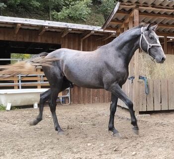 Tolle Junghengste, P.a., Horses For Sale, Bruck an der Mur 
