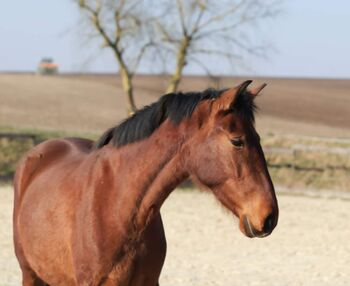 Tolle PRE Mix Stute