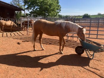 Tolle QH Stute mit Traumfarbe