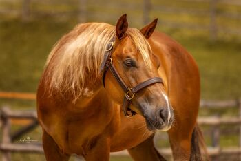 Toller Reining QH Wallach mit super Mind und viel Talent