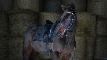 wonderful friend Ice, Mari, Horses For Sale, Tallinn