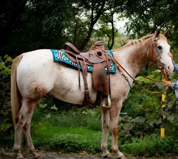 toller Freizeitpartner, Kerstin Rehbehn (Pferdemarketing Ost), Horses For Sale, Nienburg