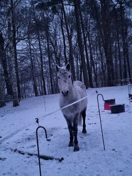 Toller Freizeit Wallach, Fuchs, Horses For Sale, Alt Ruppin