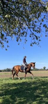 Gidran ungarisches Sportpferd