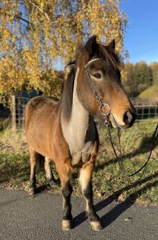 Ægir-zuverlässiger motivierter Fünfgänger für Freizeit und Turnier, Birte Schiermeier, Horses For Sale, Soltau