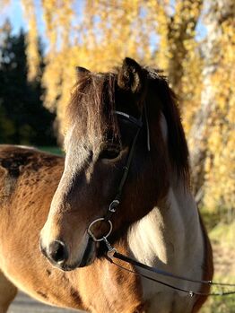 Ægir-zuverlässiger motivierter Fünfgänger für Freizeit und Turnier