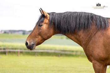 Gitano - Andalusier, Wallach, 14 Jahre, Braun, WOW Pferd  (WOW Pferd), Pferd kaufen, Bayern - Attenkirchen