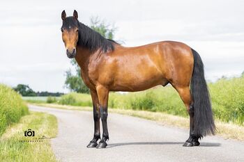 Gitano - Andalusier, Wallach, 14 Jahre, Braun