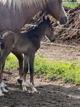 Brand new colt