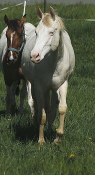 GM Sugar O Lena Star - attraktive Allrounderin für Sport und Freizeit