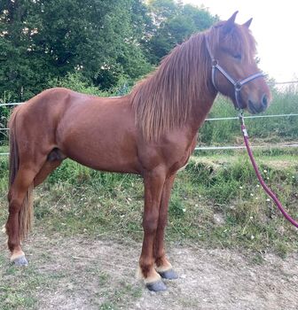 Gođi vom Wiedischenland, Jutta Döring, Horses For Sale, Rüscheid