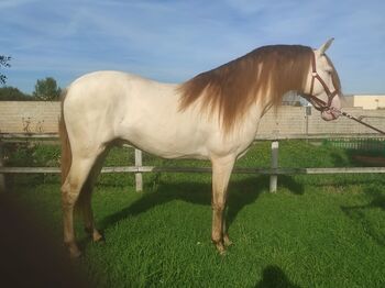 Gekörter PRE Hengst in Sonderfarbe, Traumpferd PRE  (Traumpferd PRE ), Horses For Sale, Friesenhagen 