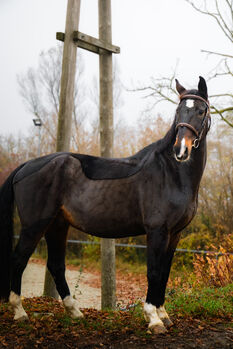 Braver Allrounder – 17-jähriger Wallach für Schule, Freizeit und mehr...