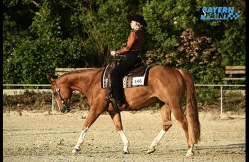 Braver Paint Horse Wallach sucht 5*zuhause🏡, Eva Helmberger, Horses For Sale, Vöcklabruck