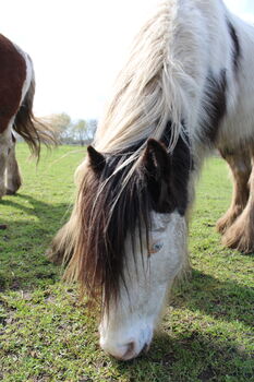 Braves Pony  zum Selbst ausbilden - ohne schlechte Erfahrungen