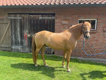Braver Ponywallach
