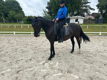 Brave Ponystute für Dressur/Springen/Vielseitigkeit