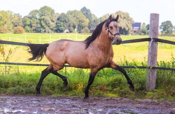 Gekörter PRE Falbhengst, ISPA - Iberische Sportpferde Agentur (ISPA - Iberische Sportpferde Agentur), Horses For Sale, Bedburg