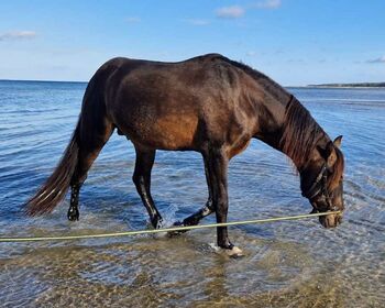 Gekörter PRE Hengst abstammend von Firma AP x Dandy II, Pferdevermittlung Leus, Horses For Sale, Soltau