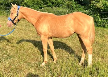 Gold Champagnerfarbene Quarter Horse Jährlingsstute mit guter Allroundabstammung, Kerstin Rehbehn (Pferdemarketing Ost), Horses For Sale, Nienburg