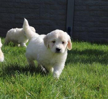 Golden Retriever-Jungs und ein kleiner Hund suchen ab Ende Mai eine neue Familie.