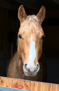 Goldglänzender, sehr menschenbezogener Quarter Horse Wallach