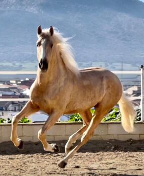 Goldpalomino Andalusier mit viel Potenzial / Dressur, Freizeit, Post-Your-Horse.com, Konie na sprzedaż, Riu Rau