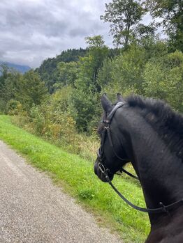 Braver 11 jähriger Friese