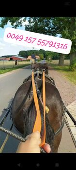 Braves Fahrpony an Bestplatz abzugeben