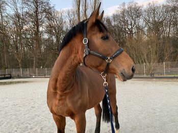 Herzensgute Freizeitbegleiterin sucht entspanntes Zuhause, Sophia, Horses For Sale, Lübeck