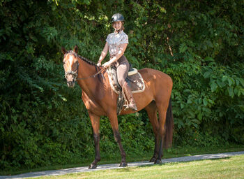 Brave Stute für Sport- und Freizeitreiter, Pauline E., Horses For Sale, Gleisdorf