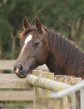 Good N Plenty Spark - ein echtes Juwel für Zucht und Herz
