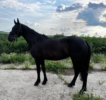 Brave Ponystute